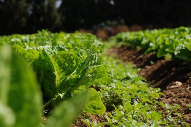 Article : Les freins &agrave; l&rsquo;&eacute;mergence de l&rsquo;agriculture africaine