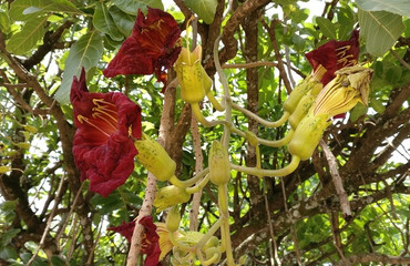 Article : J&rsquo;emporte mon arbre
