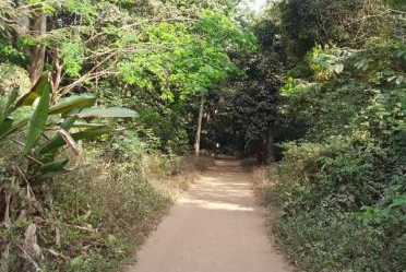 Article : Jardin de la Camayenne, petit bout de paradis au c&oelig;ur de Conakry
