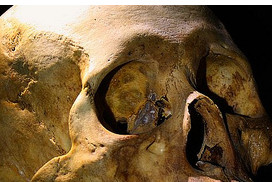 Article : Le point sur la th&eacute;orie de nos origines