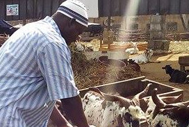 Article : Le march&eacute; de b&eacute;tail d&rsquo;Abobo, un business tentaculaire