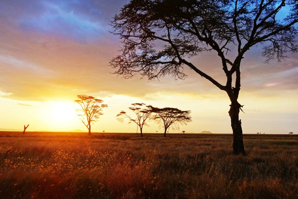 Article : Ma francophonie me permet de rester connect&eacute; avec l&rsquo;Afrique