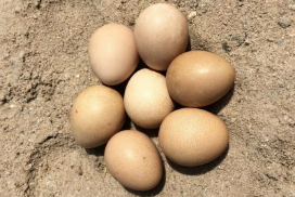 Article : Oeuf &agrave; terre, sauve qui peut !