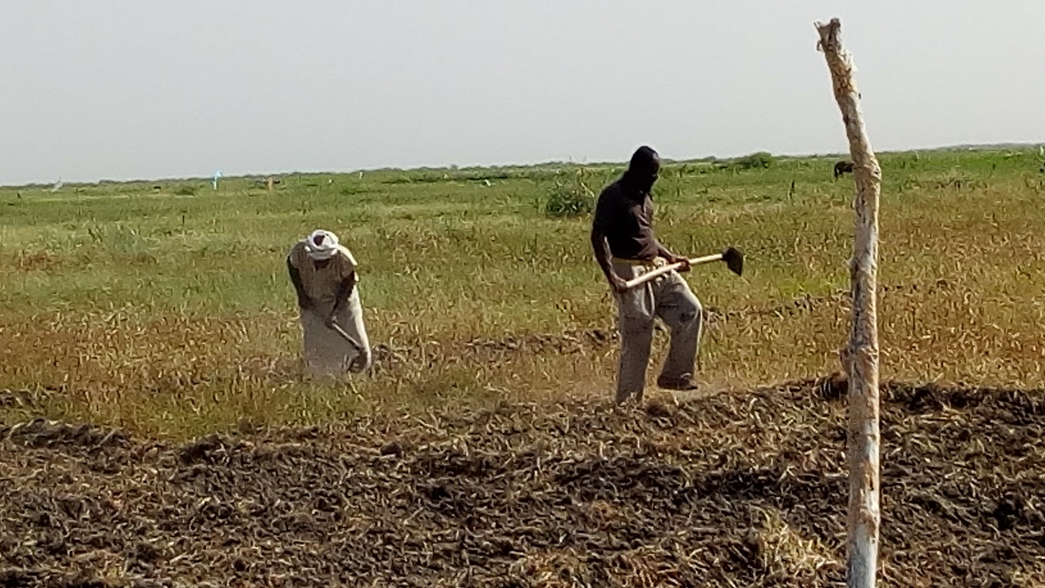 Article : L&rsquo;esclavage agricole aux bords du Lac R&rsquo;Kiz, en Mauritanie