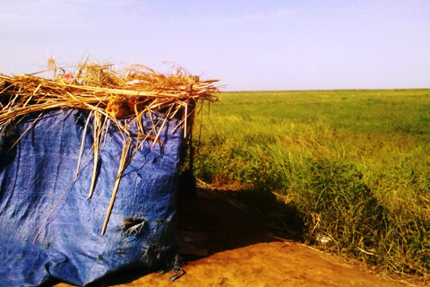 Article : La &laquo; success story &raquo; de Mohamed Saleck dans la plaine de M&rsquo;Pouri&eacute;, en Mauritanie