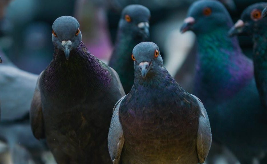 Article : Des banques et des pigeons&hellip;