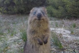 Article : Balade &agrave; v&eacute;lo &agrave; Rottnest Island