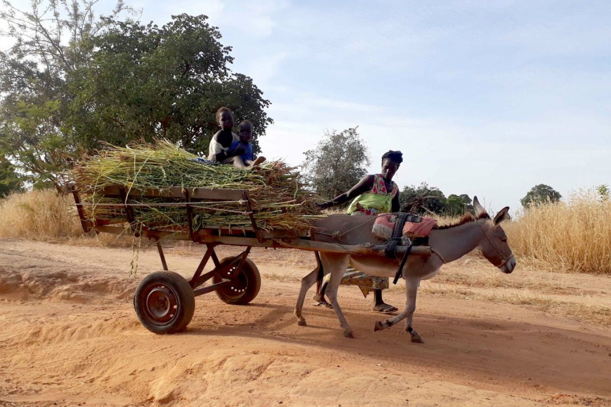 Article : Mali : le 8 mars ne se f&ecirc;te pas au village