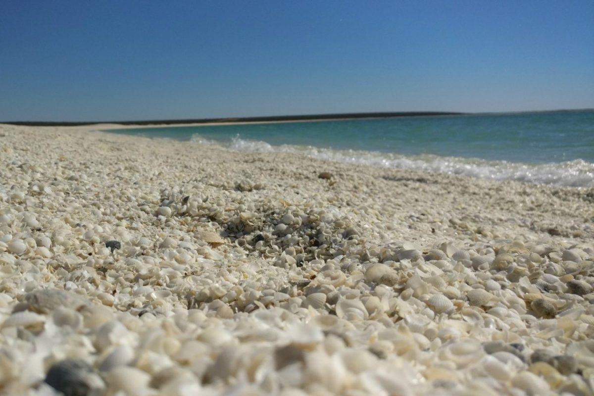 Article : Shark Bay, la splendeur p&eacute;ninsulaire