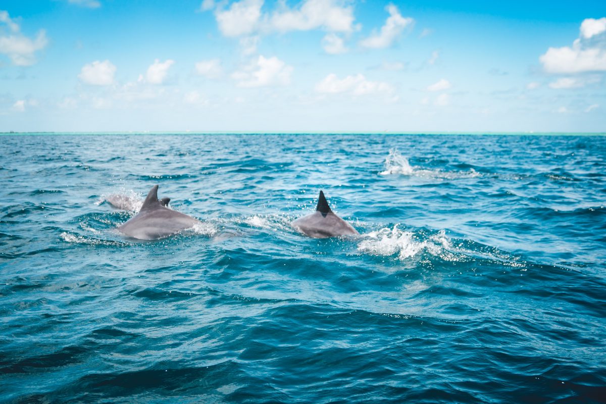 Article : En politique africaine, la meilleure place du dauphin, c&rsquo;est derri&egrave;re le requin