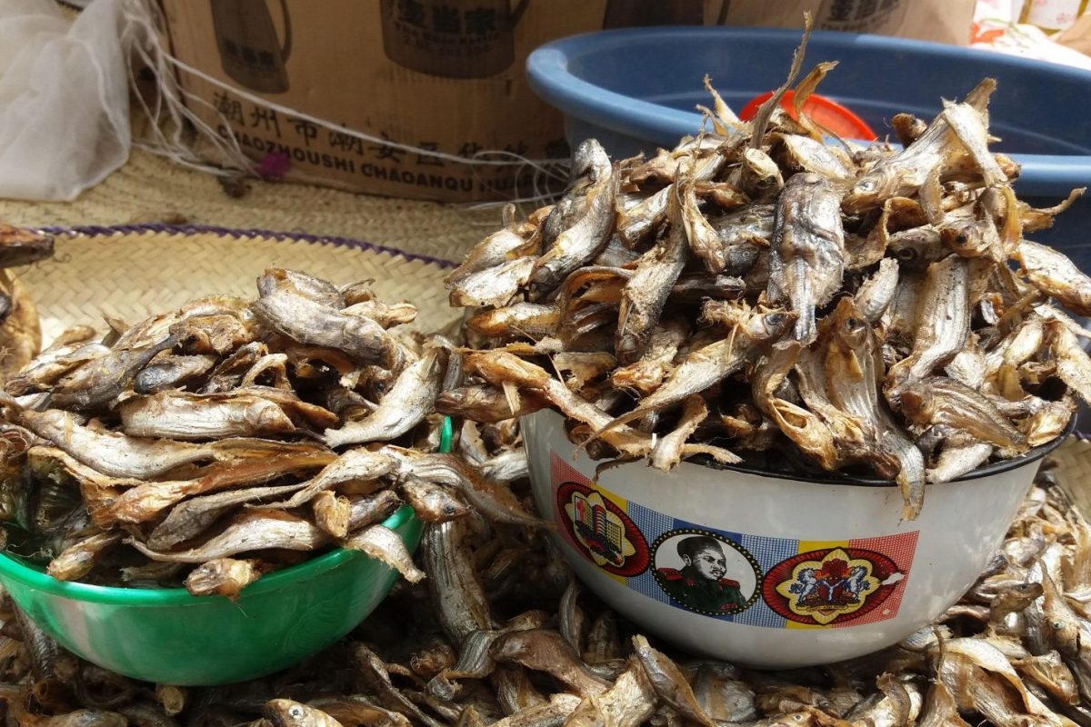 Article : Ma visite au Salon africain de l&rsquo;agriculture
