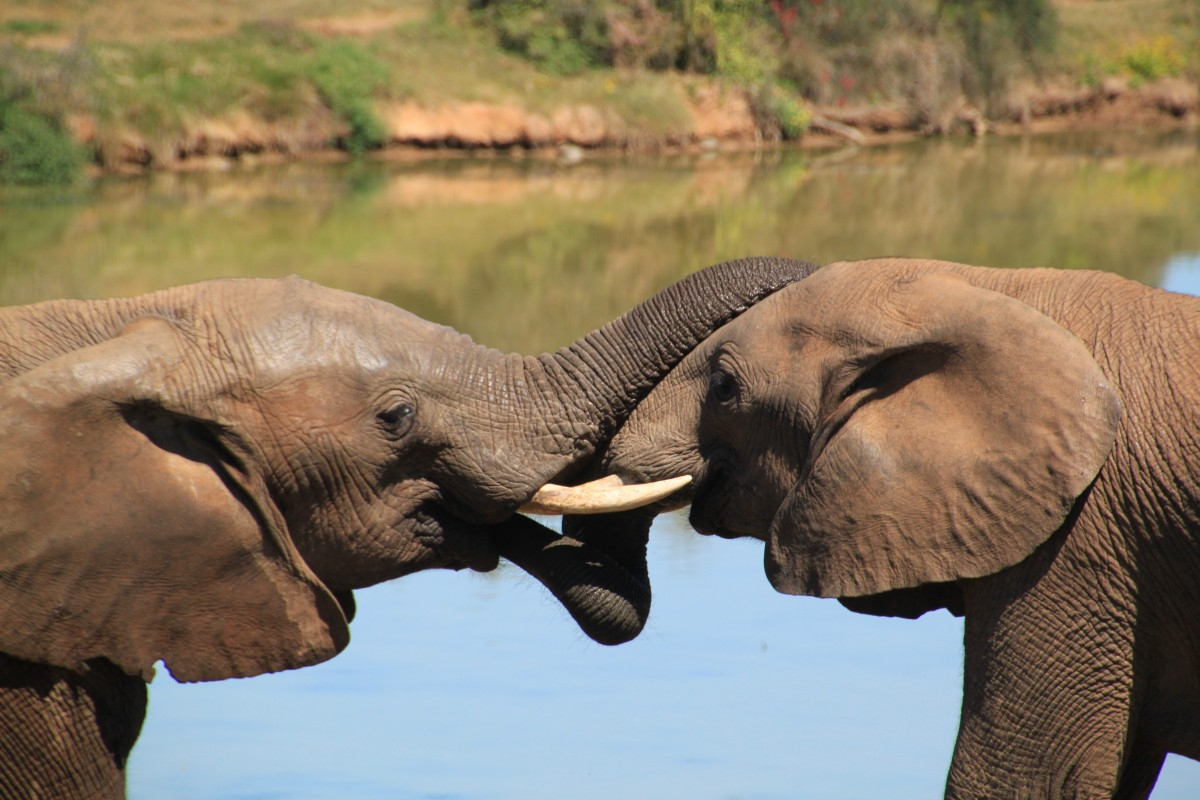 Article : Les aires prot&eacute;g&eacute;es en C&ocirc;te d&rsquo;Ivoire, poumons de la biodiversit&eacute;