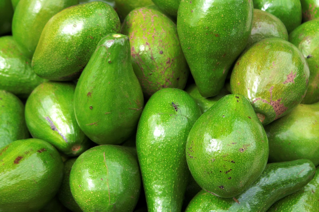 Article : L&rsquo;avocat : l&rsquo;aliment savoureux de l&rsquo;&eacute;t&eacute; ha&iuml;tien