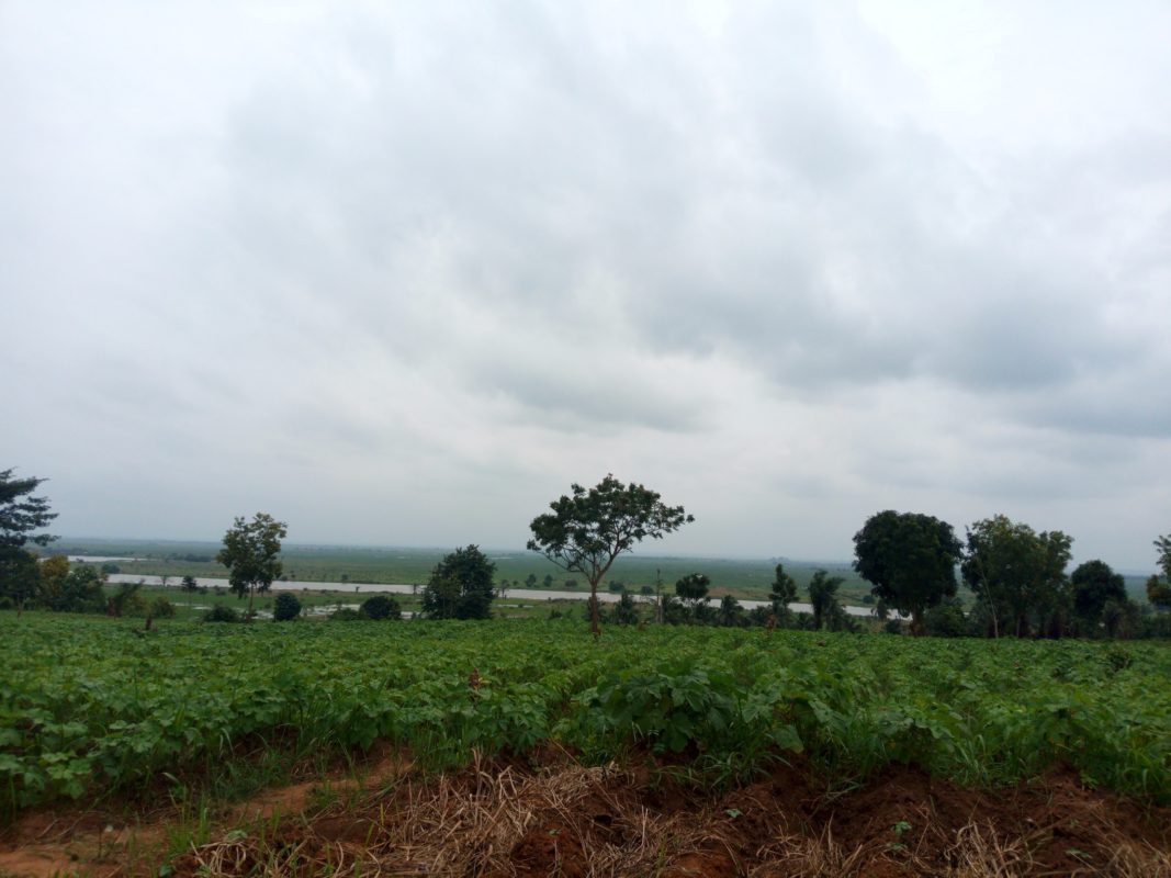 Article : Covid-19 au Tchad: les agriculteurs s&rsquo;inqui&egrave;tent  pour l&rsquo;ann&eacute;e prochaine