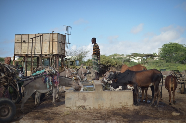 Article : La bouse de vache : un tr&eacute;sor pastoral riche de vertus