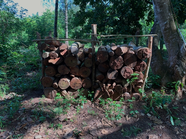Article : Ha&iuml;ti : des r&eacute;chauds professionnels pour lutter contre la d&eacute;forestation