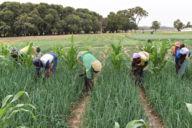 Article : Togo: Konrad Adenauer Stiftung initie les coop&eacute;ratives de femmes aux zones d&rsquo;agriculture planifi&eacute;es