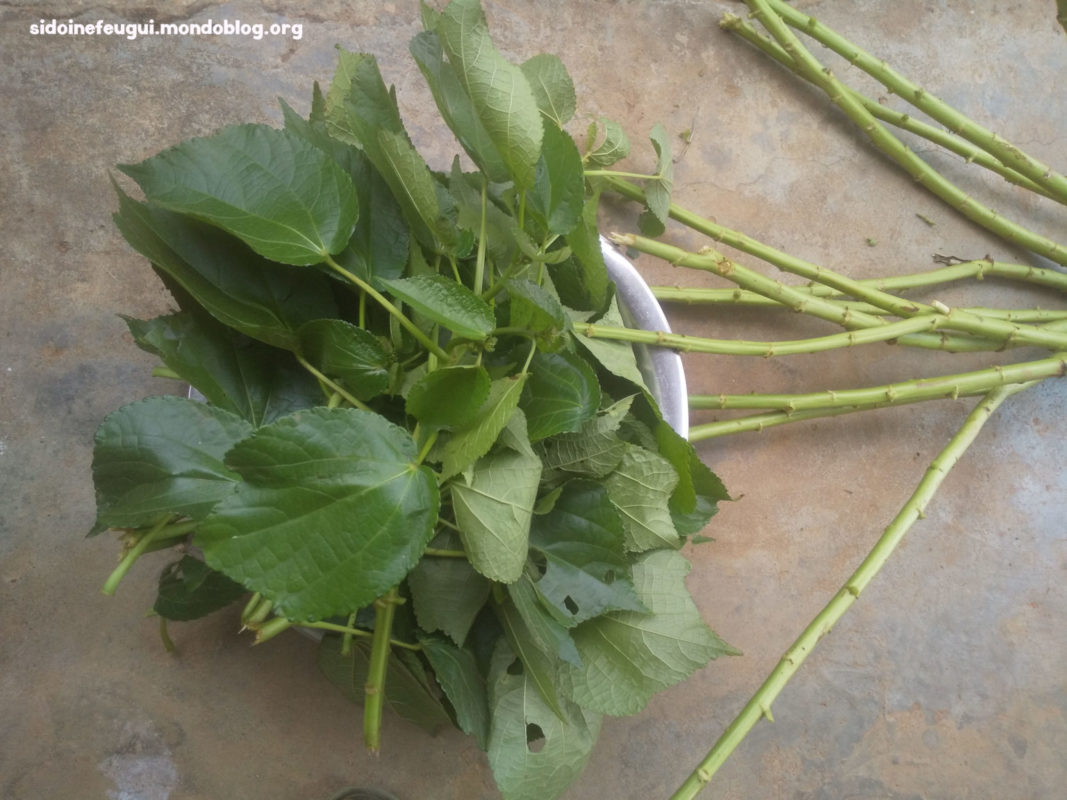 Article : Les feuilles de nkui, un l&eacute;gume peu exploit&eacute;