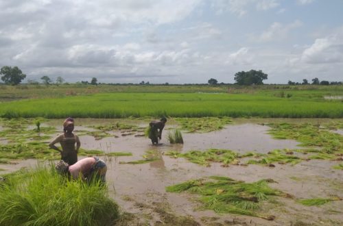 Article : Guin&eacute;e : chez  tonton Cont&eacute; &agrave; Koba