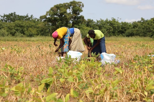 Article : Lutte contre le changement climatique : Green&rsquo;s Amazones implique les femmes au B&eacute;nin