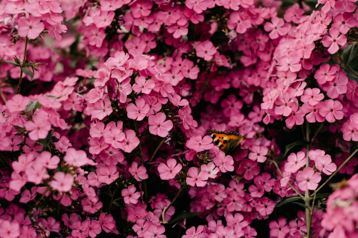 Article : Et les kalashs crachent des fleurs