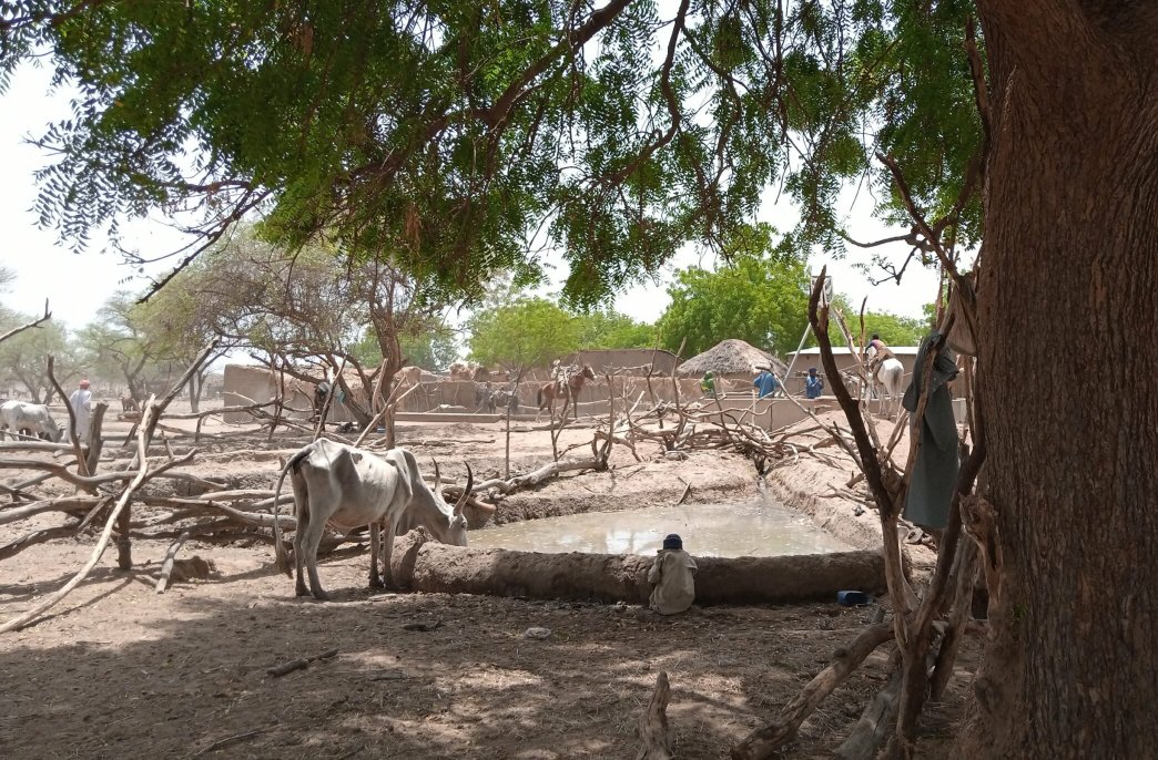 Article : Au Tchad, le changement climatique a contraint les &eacute;leveurs &agrave; se d&eacute;placer vers le sud