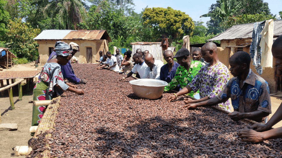 Article : Cacao bio et chocolat &eacute;quitable : quand la situation des planteurs rencontre enfin des alternatives