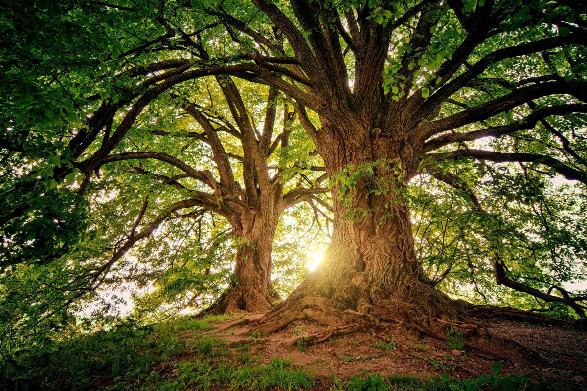Article : COP 27 : &laquo; Et si chacun plantait au moins un arbre ? &raquo;