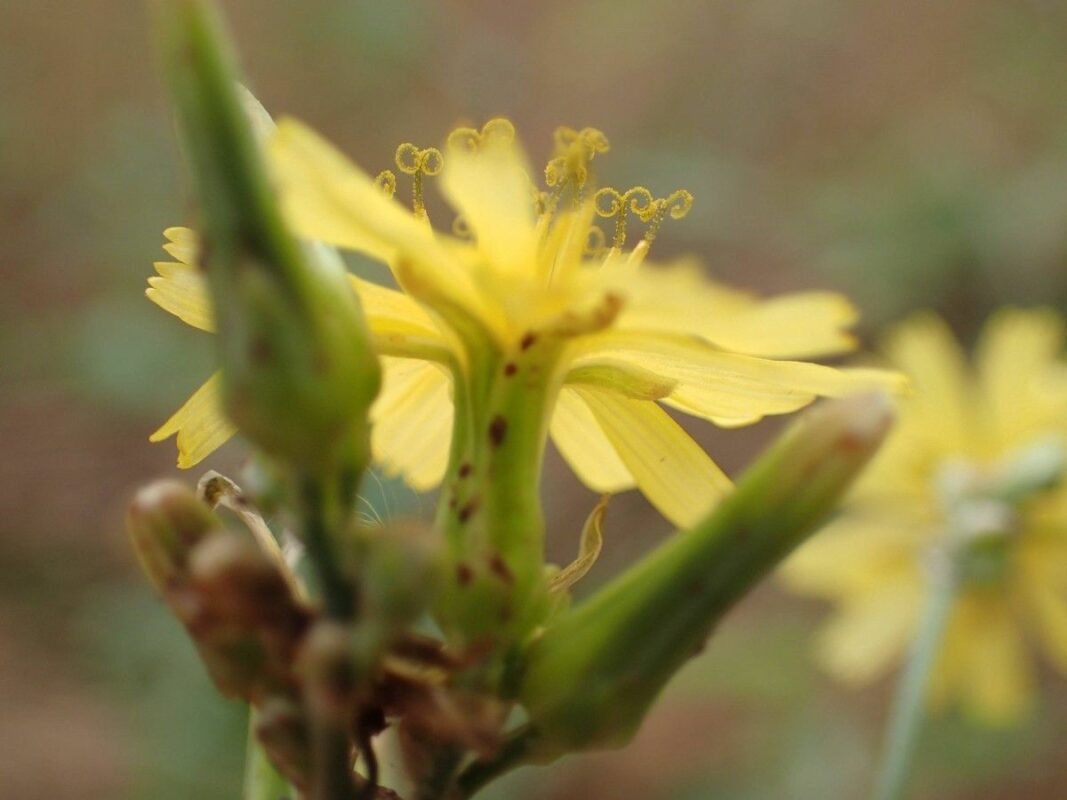 Article : Diab&egrave;te : ces plantes candidates au traitement