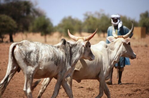 Article : Comment faire face aux probl&egrave;mes environnementaux au Mali ?