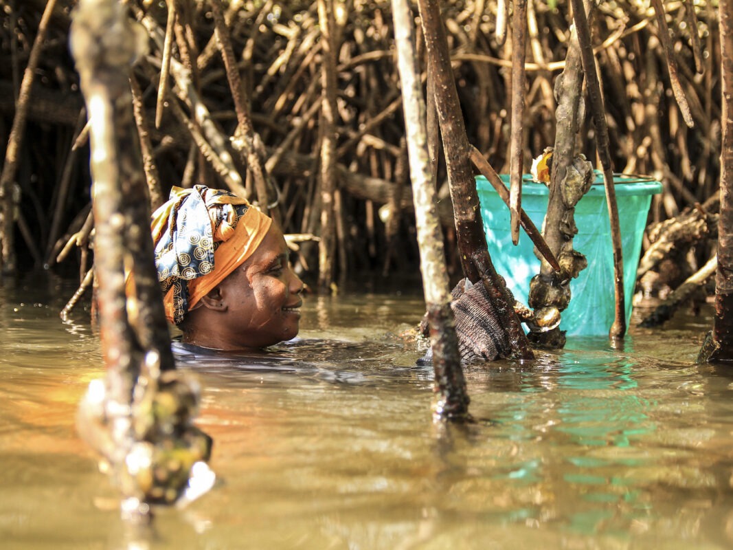 Article : Au B&eacute;nin, les &eacute;leveuses d'hu&icirc;tres sont appel&eacute;es &agrave; veiller sur les mangroves