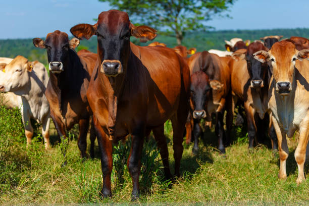 Article : Au pays de Touma&iuml;, l&rsquo;agriculture et l&rsquo;&eacute;levage sont en guerre