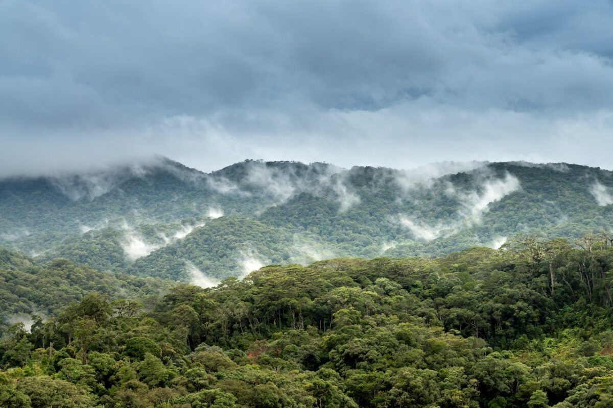 Article : RDC : Face &agrave; la d&eacute;forestation, les braises &eacute;cologiques s'imposent