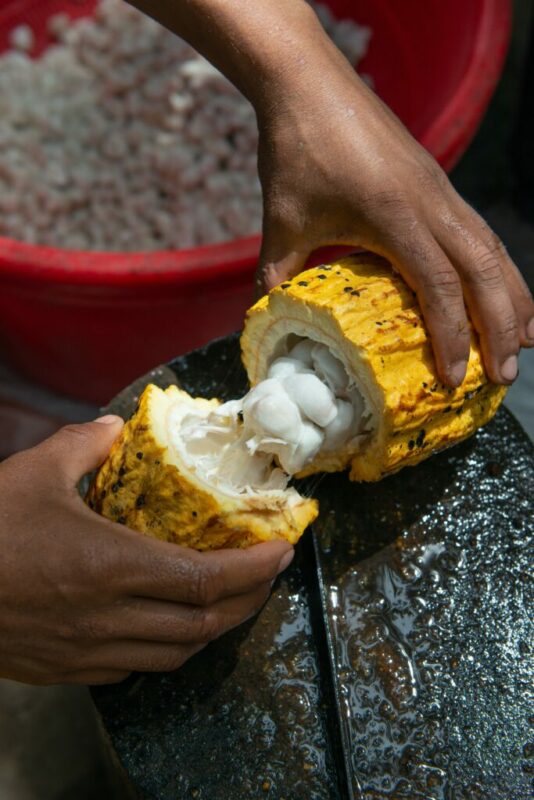 Article : Du cacao au chocolat, la C&ocirc;te d&rsquo;Ivoire fait sa transition