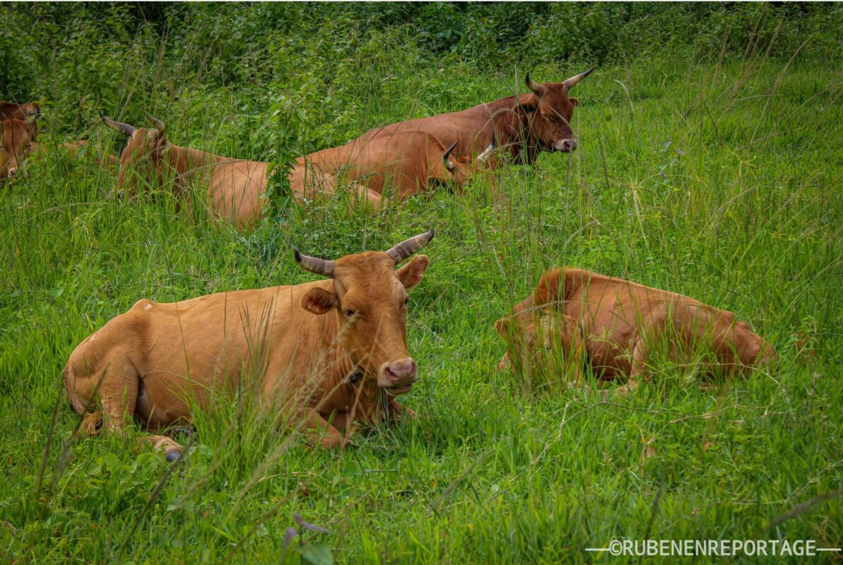 Article : L&rsquo;&eacute;levage des b&oelig;ufs &agrave; Dibaya-Lubwe : une pratique essentielle pour les paysans de la r&eacute;gion