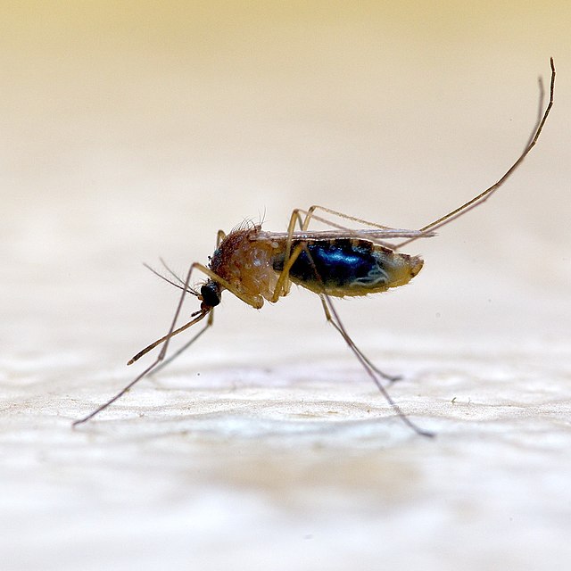 Article : Le vaccin du paludisme bient&ocirc;t disponible au Cameroun et dans onze autres pays africains