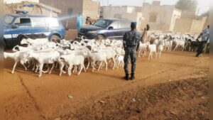 Article : Keur Momar Sarr : Blocus des bergers transhumants &agrave; Gu&eacute;o, au S&eacute;n&eacute;gal