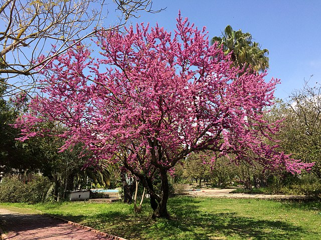 Article : Arbol del amor &ndash; Un conte de No&euml;l