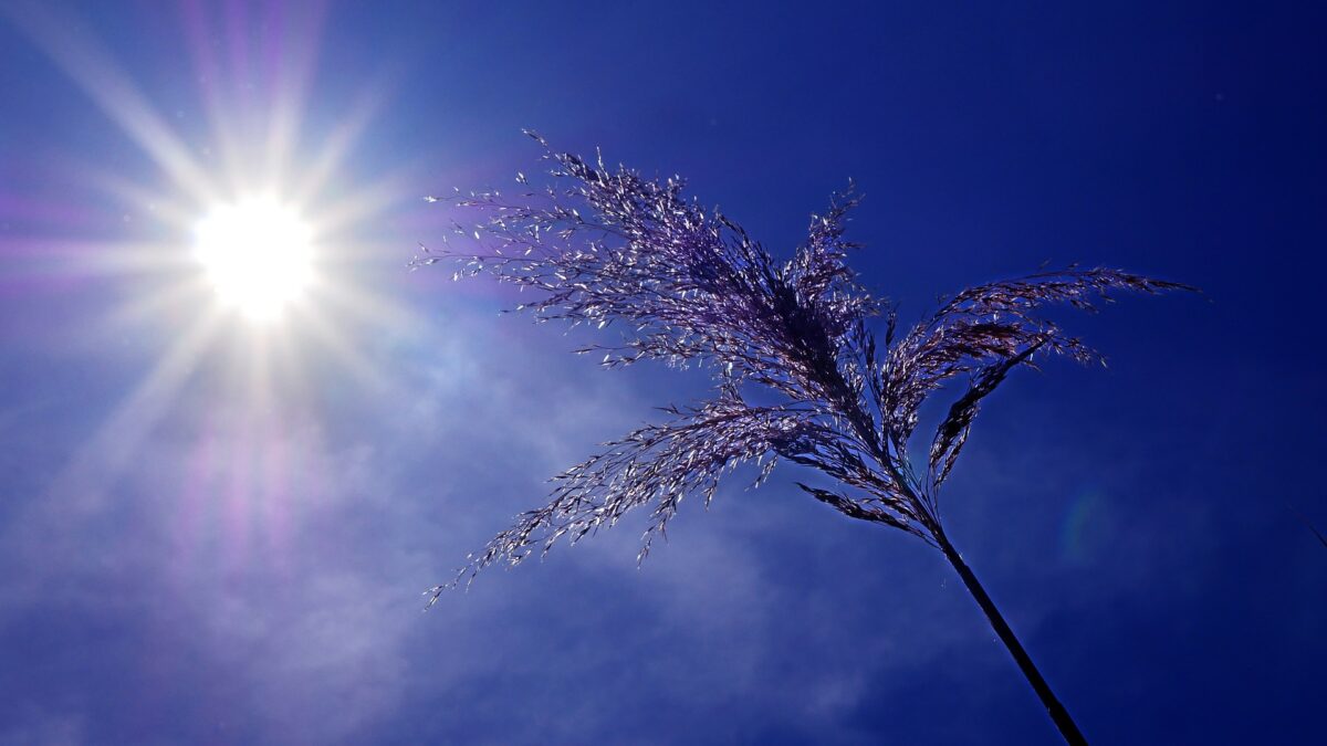 Article : Canicule &eacute;touffante : les terribles &eacute;preuves des miens au Nord-Cameroun