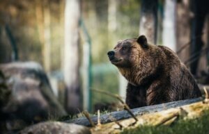 Article : &laquo;&nbsp;Moi aussi, je pr&eacute;f&egrave;re l&rsquo;ours !&nbsp;&raquo;