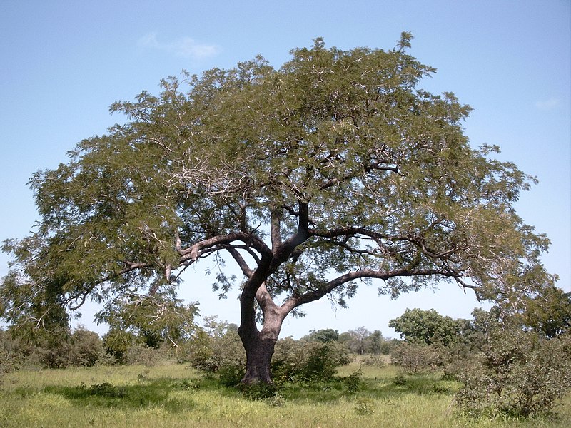 Article : La poudre du n&eacute;r&eacute; : une richesse en voie de disparition au nord B&eacute;nin